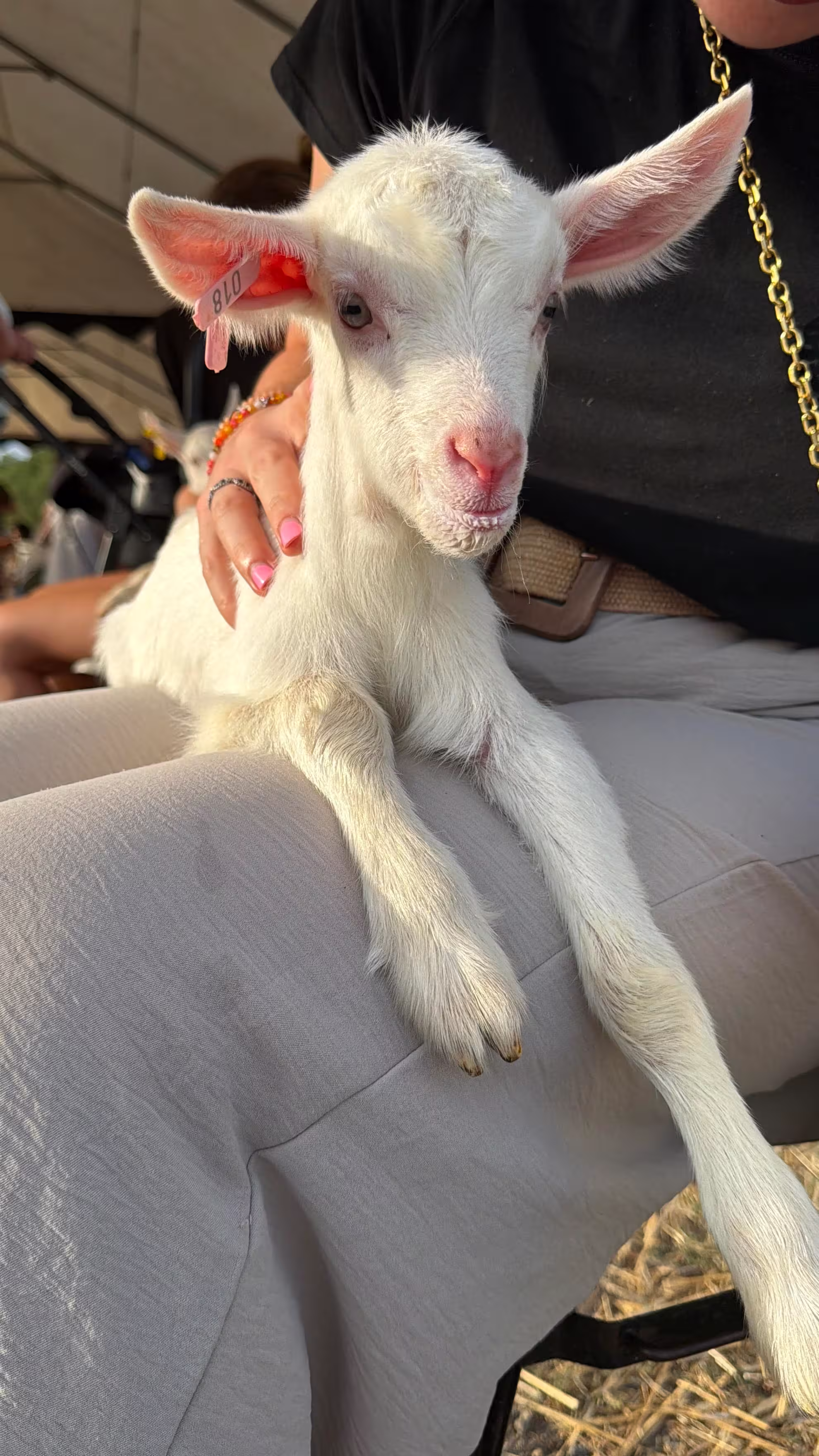 chevreau de la chèvrerie Bordas Moreau en Loir-et-Cher